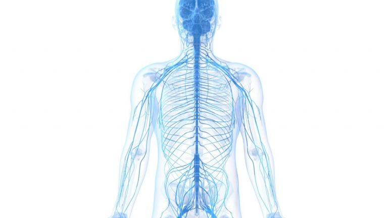 آناتومی ستون فقرات و سیستم عصبی محیطی یا PNS