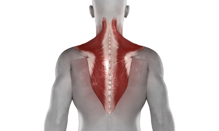 درد عضله ذوزنقه‌ای